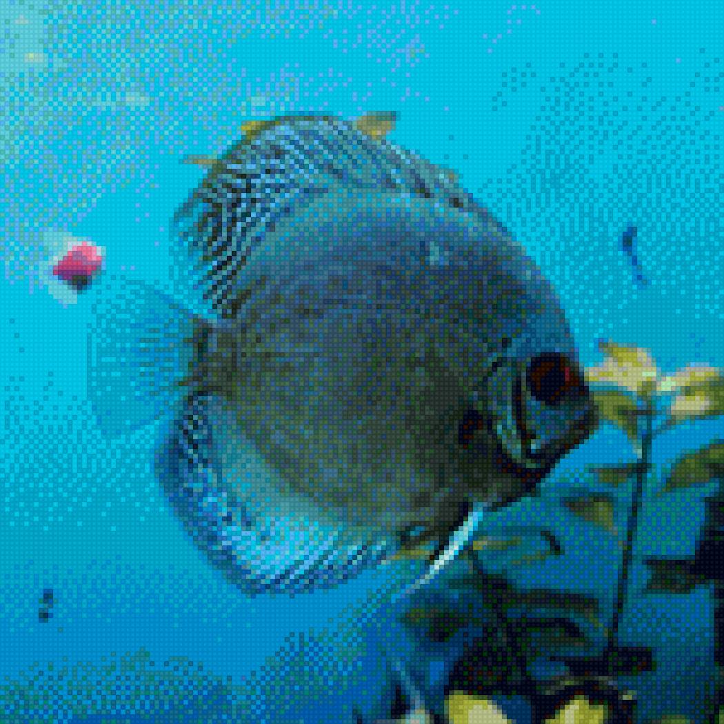 Голубой дискус 60 - предпросмотр