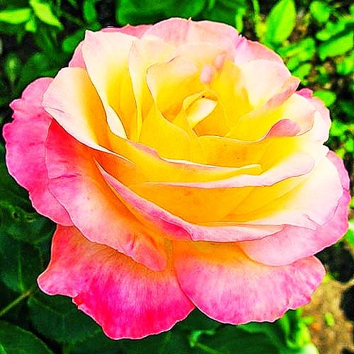 Роза - оригинал