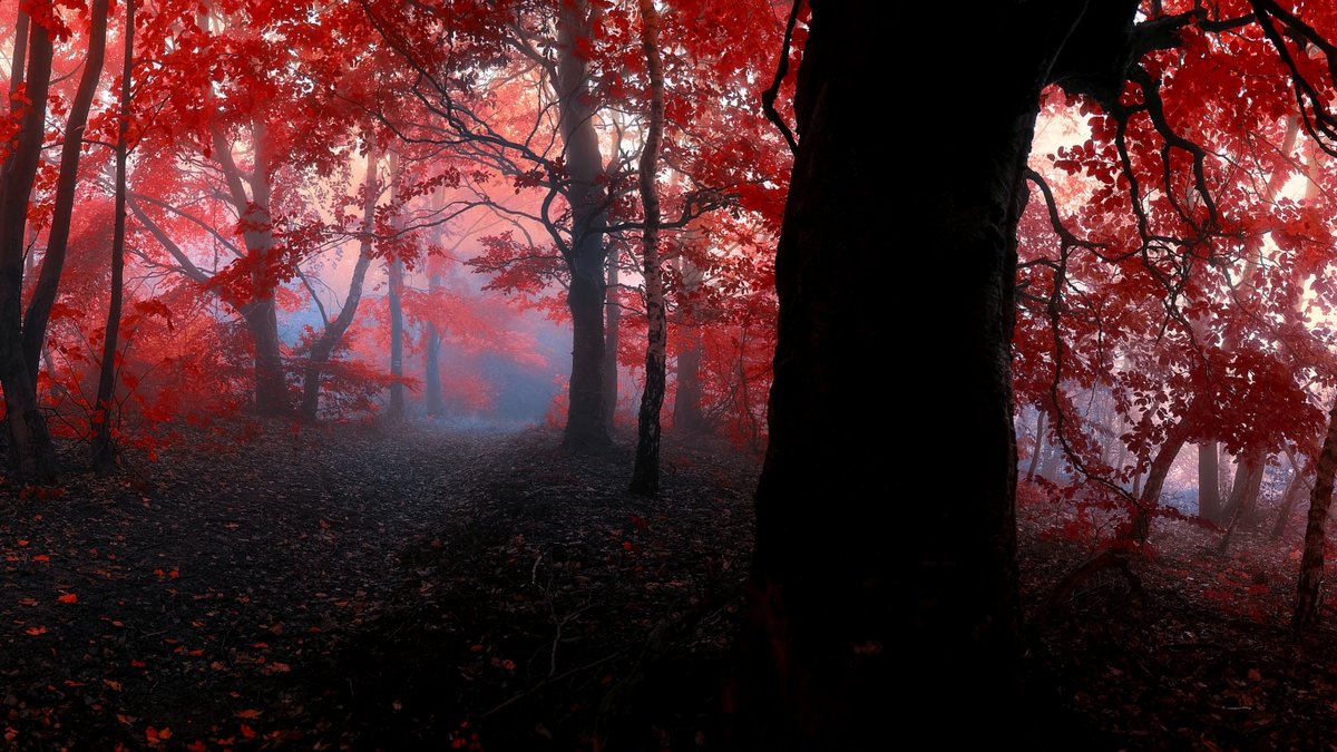 лес - лес - оригинал