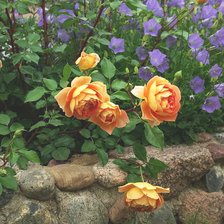 Схема вышивки «Розы»