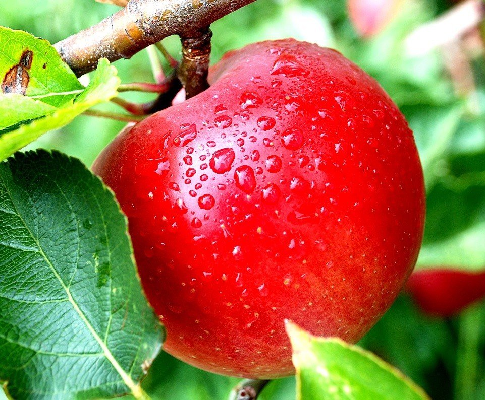 Наливное яблочко - яблоки, фрукты - оригинал