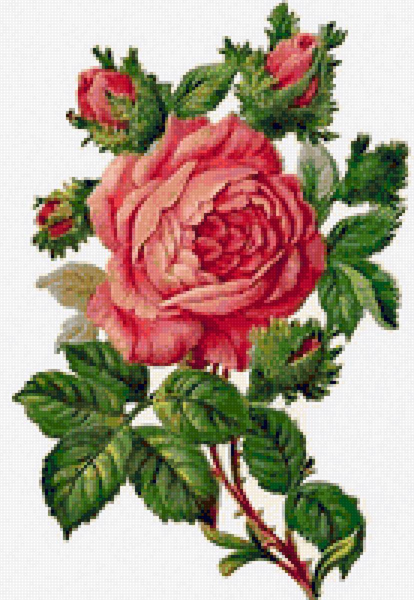 Rose - rose - предпросмотр