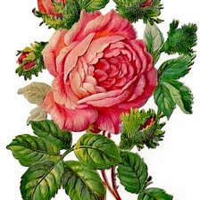 Оригинал схемы вышивки «Rose» (№2123803)