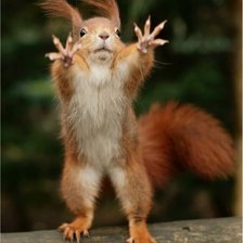 Схема вышивки «белочка»