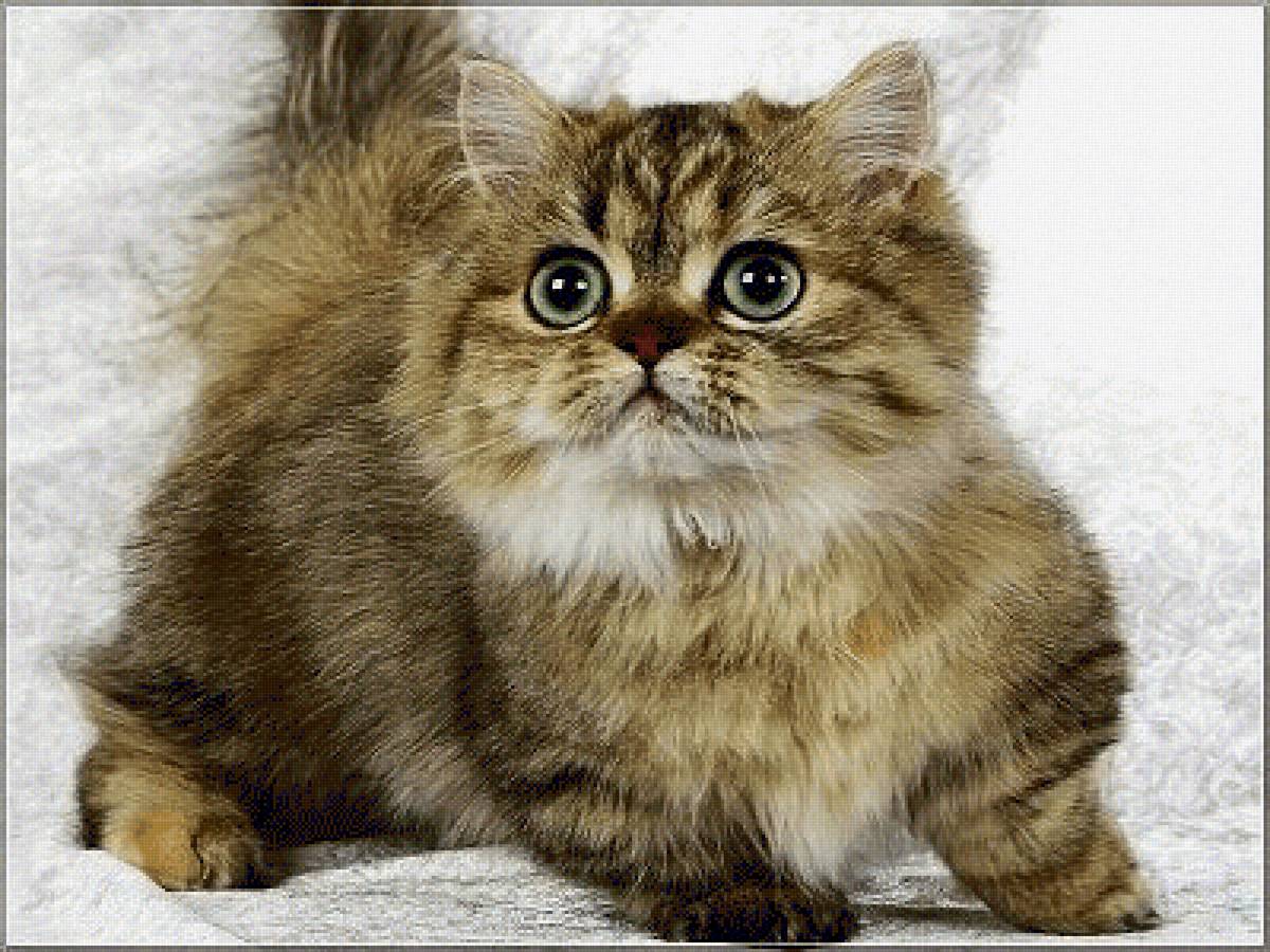 Кисуля - животные, кошки - предпросмотр