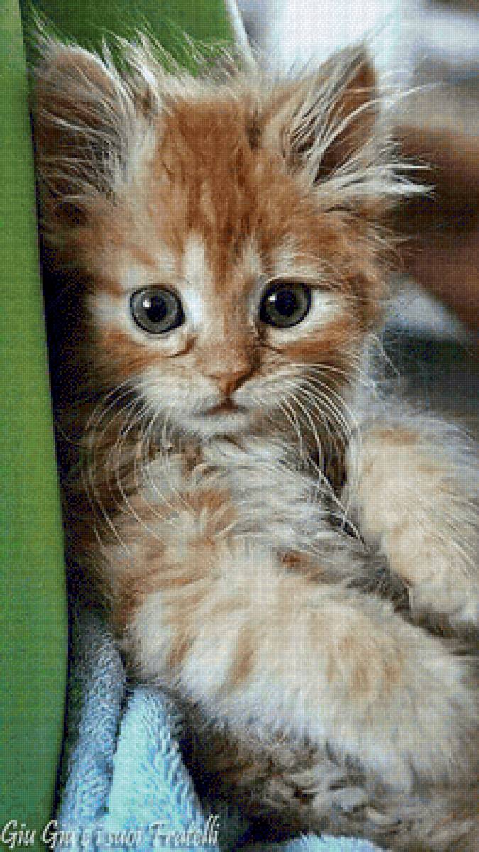 Рыжик - котенок, кошки, животные - предпросмотр