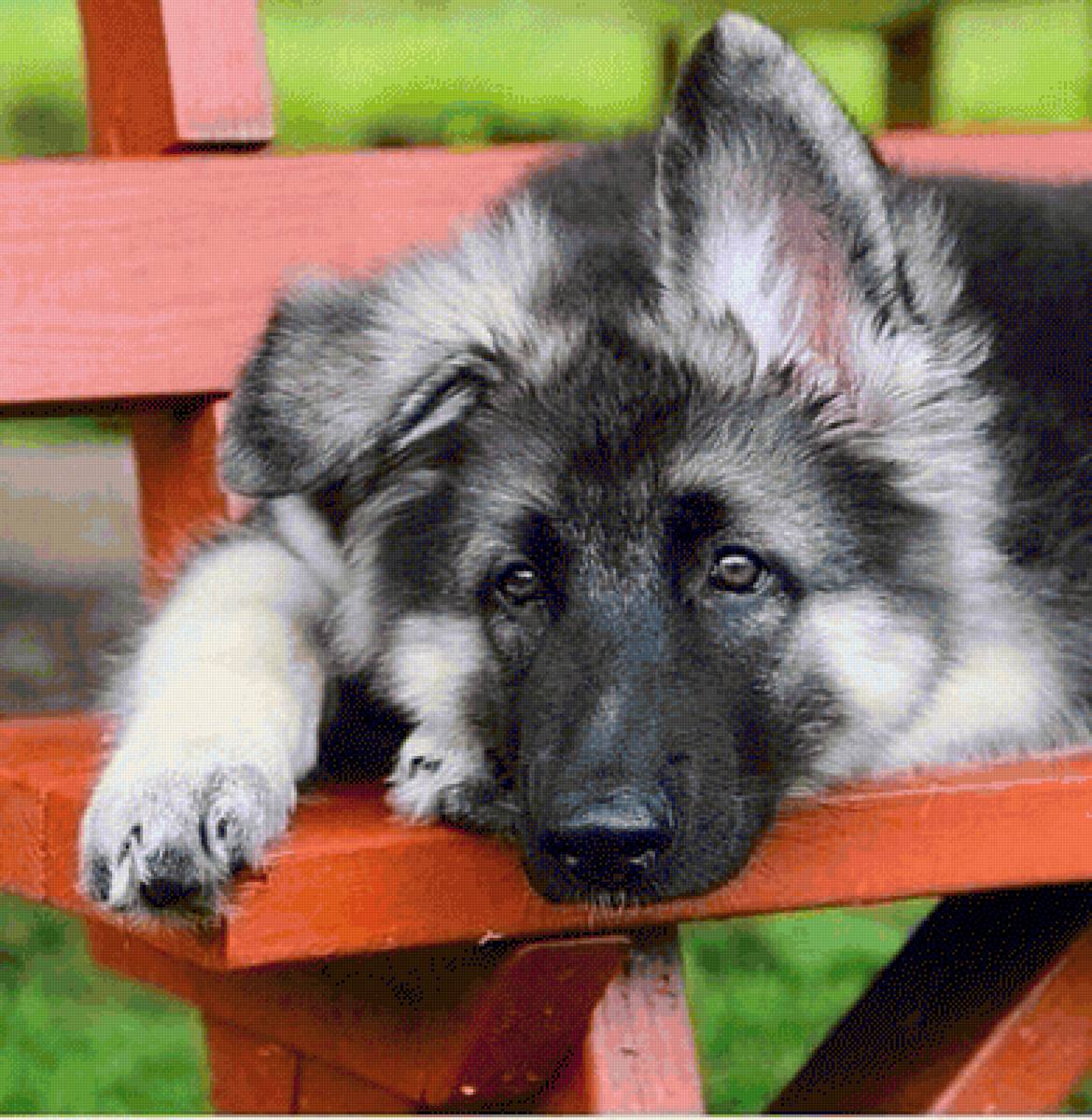 Щенок - животные, щенок, собаки - предпросмотр