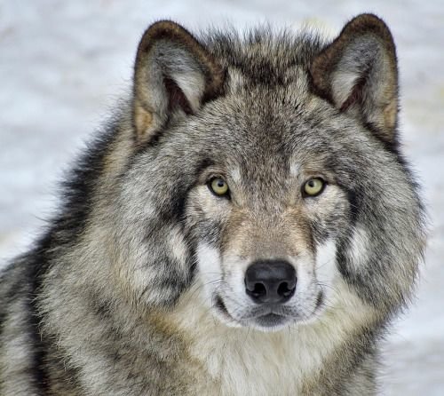 дикие - оригинал