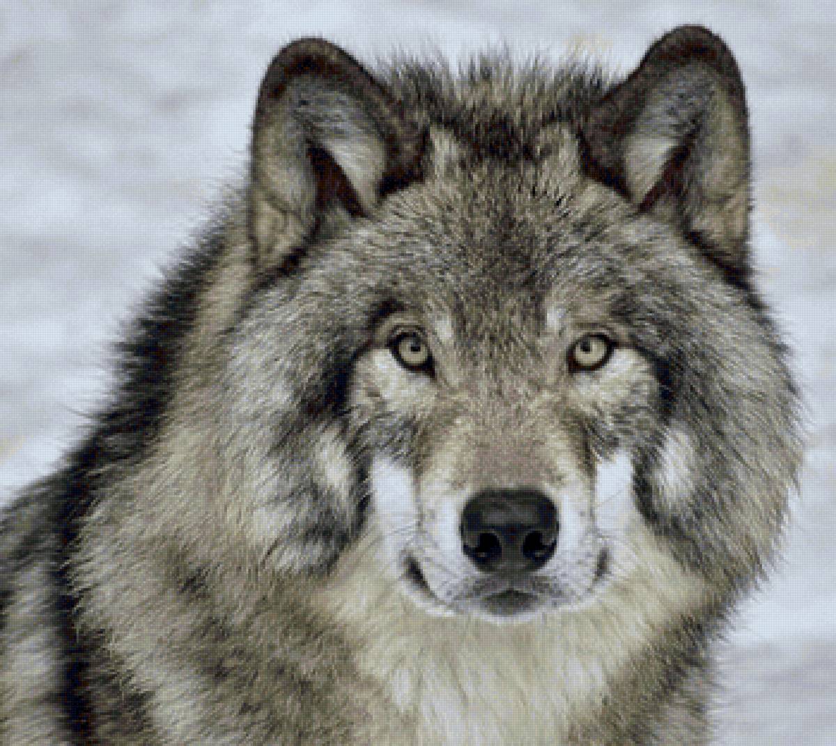 дикие - предпросмотр