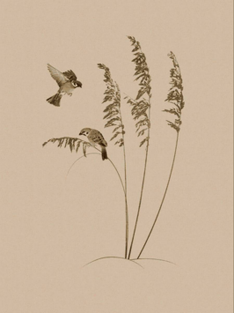 Воробьи - предпросмотр