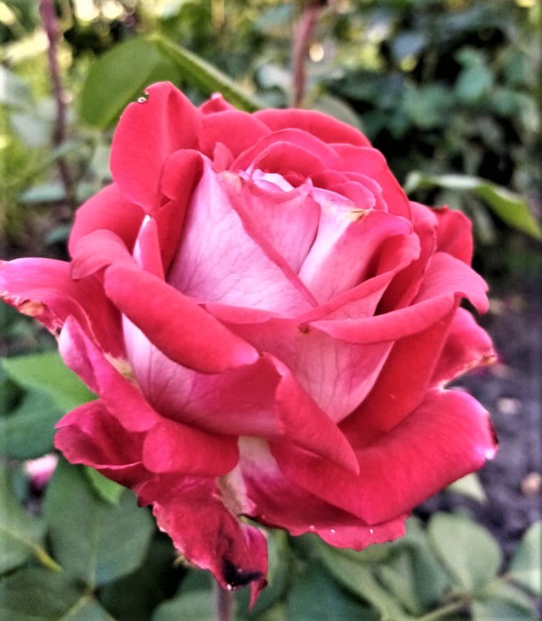 №2124353 - оригинал