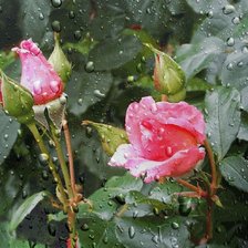 Схема вышивки «Розы после дождя»