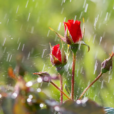 Схема вышивки «Розы во время дождя»