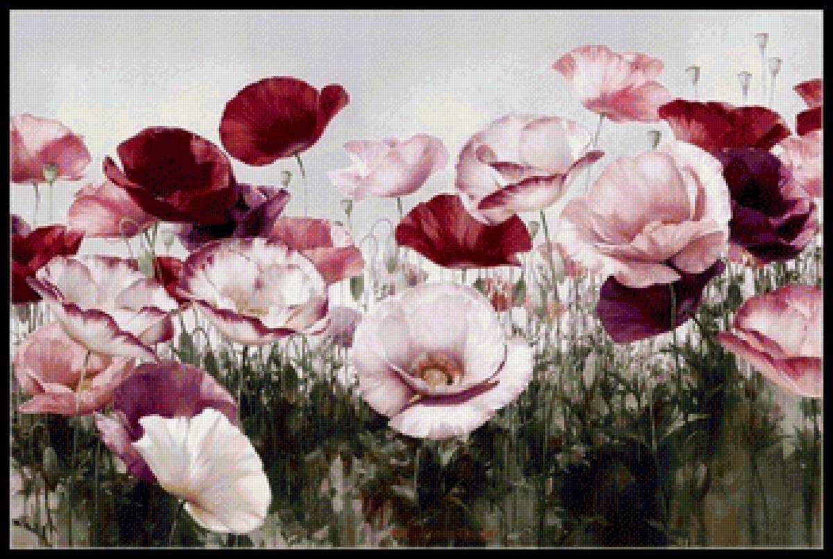 маки - цветы - предпросмотр