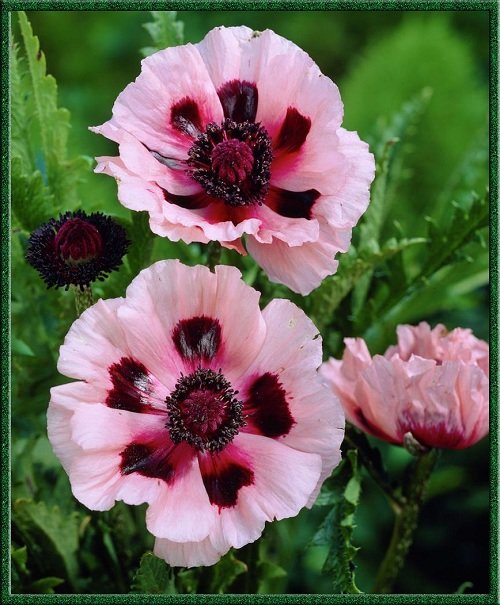 Маки - цветы, мак - оригинал