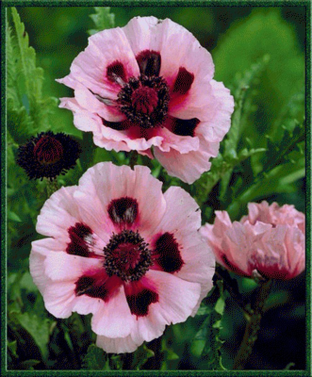 Маки - мак, цветы - предпросмотр