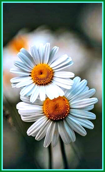 Две ромашки - цветы, ромашки - оригинал