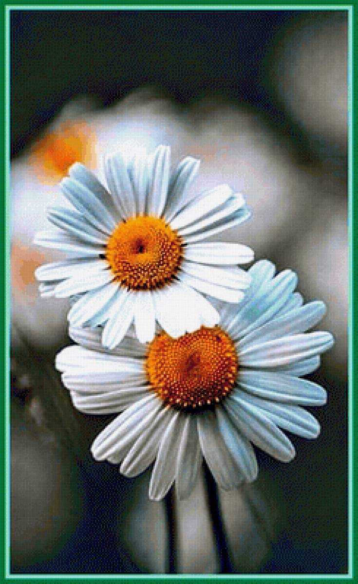 Две ромашки - цветы, ромашки - предпросмотр