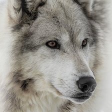 Схема вышивки «дикие»