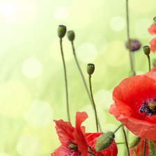 Схема вышивки «Маки»