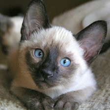 Схема вышивки «Сиамский котёнок»