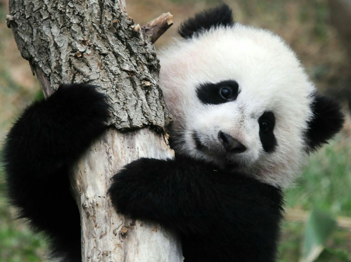 Панда - оригинал