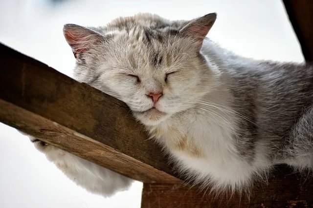 Сладкий сон - животные, кошки - оригинал