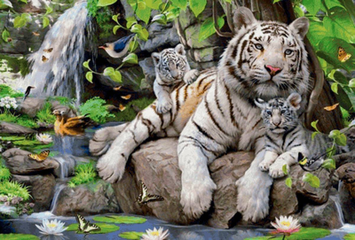 Тигры - животные - предпросмотр