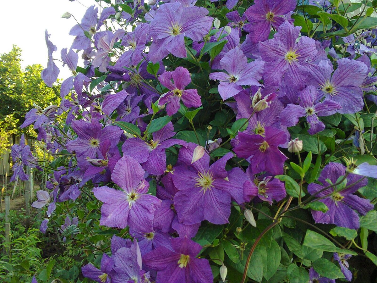 №2126651 - оригинал