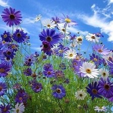 Оригинал схемы вышивки «№2126654»