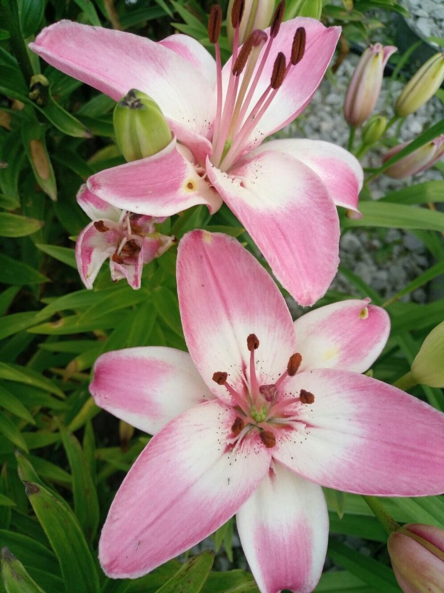 №2126659 - оригинал