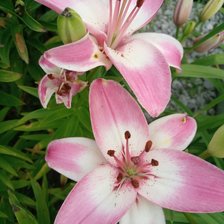 Схема вышивки «№2126659»