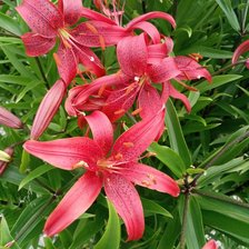 Схема вышивки «№2126660»