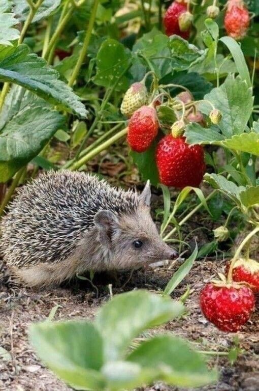 №2126666 - оригинал