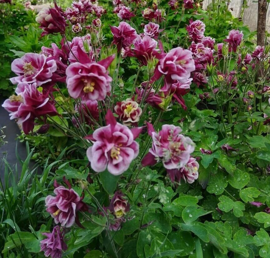 №2126674 - оригинал