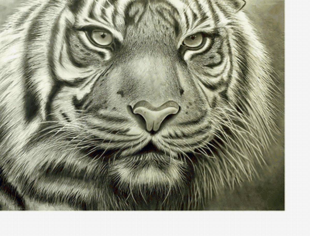 №2126960 - хищники, тигр, тигры, животные - предпросмотр