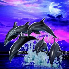 Ночные игры дельфинов