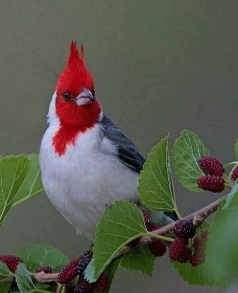 №2127263 - оригинал