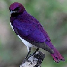 Схема вышивки «№2127264»