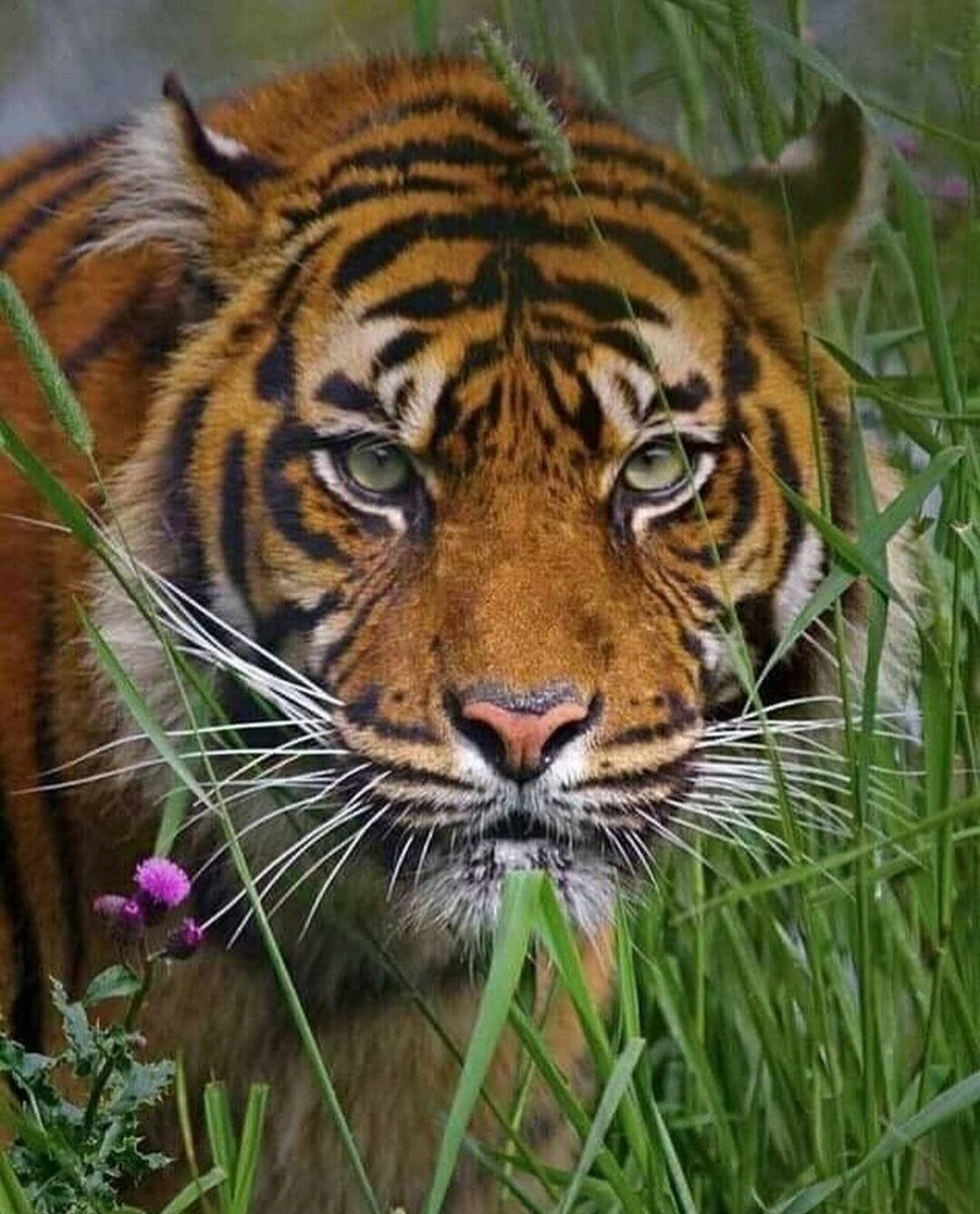 №2127271 - оригинал