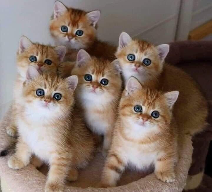 №2127273 - оригинал