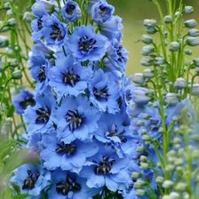 Схема вышивки «№2127828»