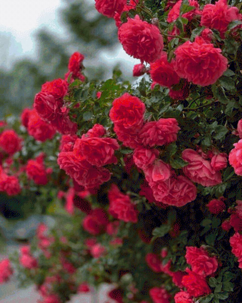 Розы - розы, цветы - предпросмотр