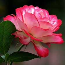 Схема вышивки «№2127834»