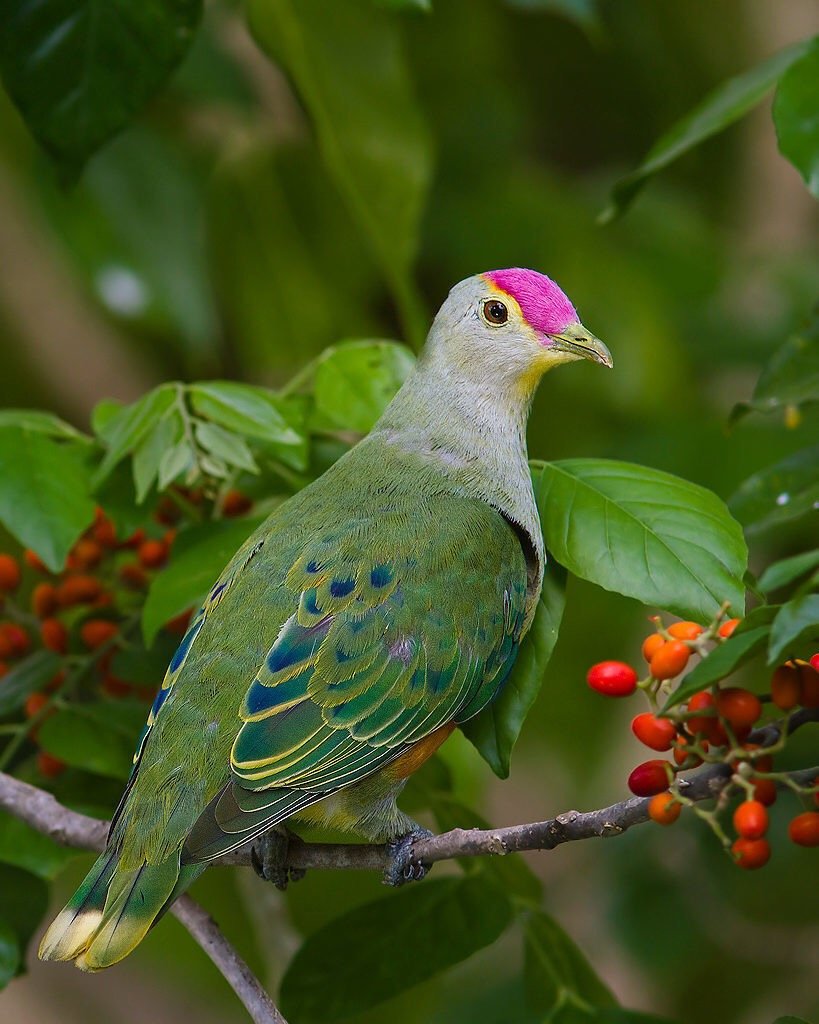 №2127838 - оригинал