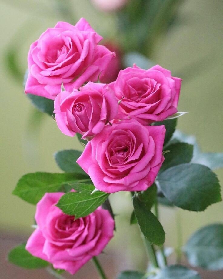 №2127839 - оригинал