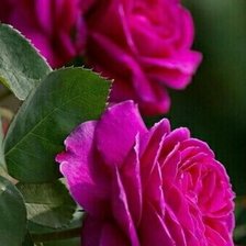 Схема вышивки «№2127843»