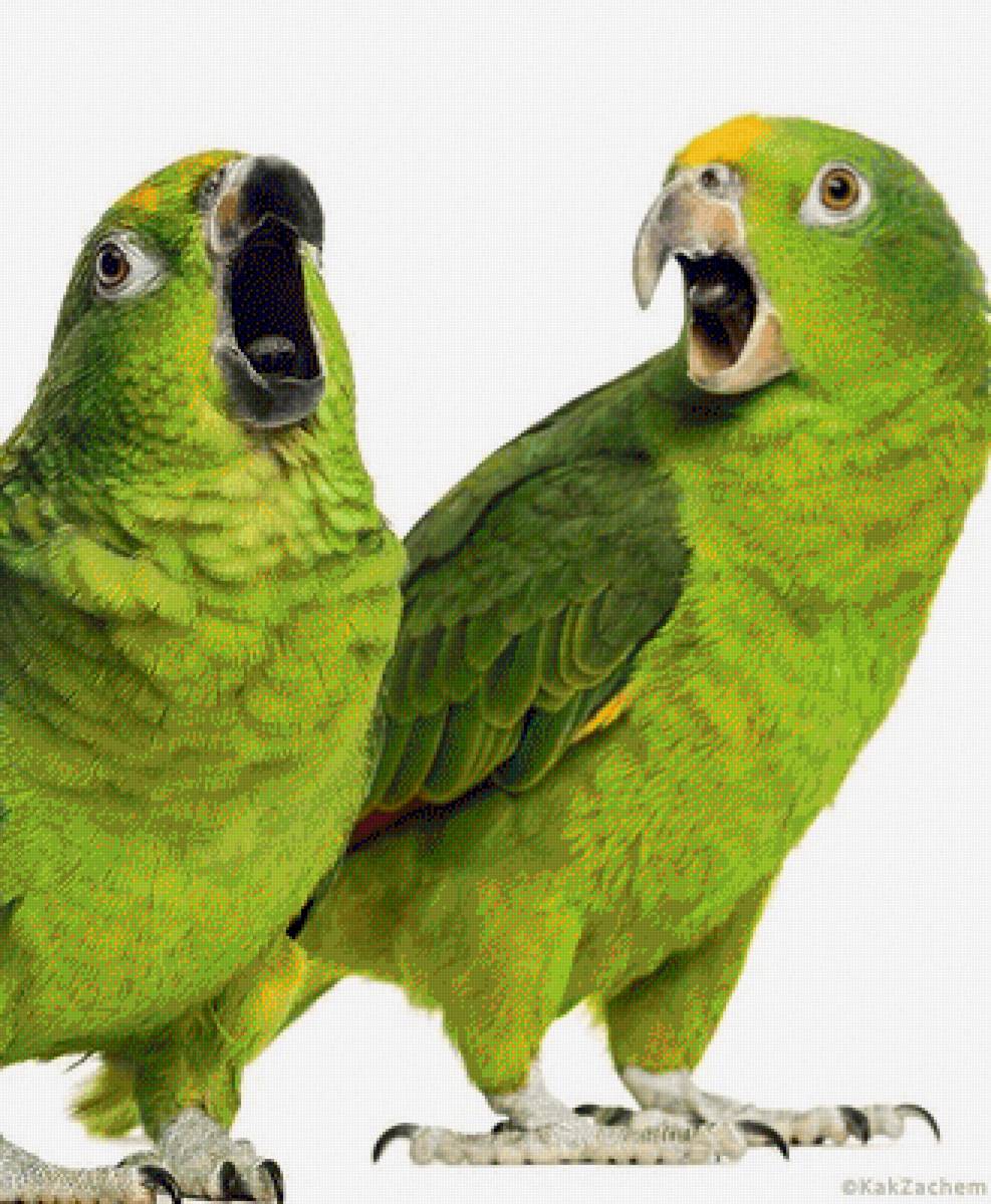 Споем дуэтом - попугай, птицы - предпросмотр