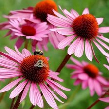 Схема вышивки «Эхинацея»