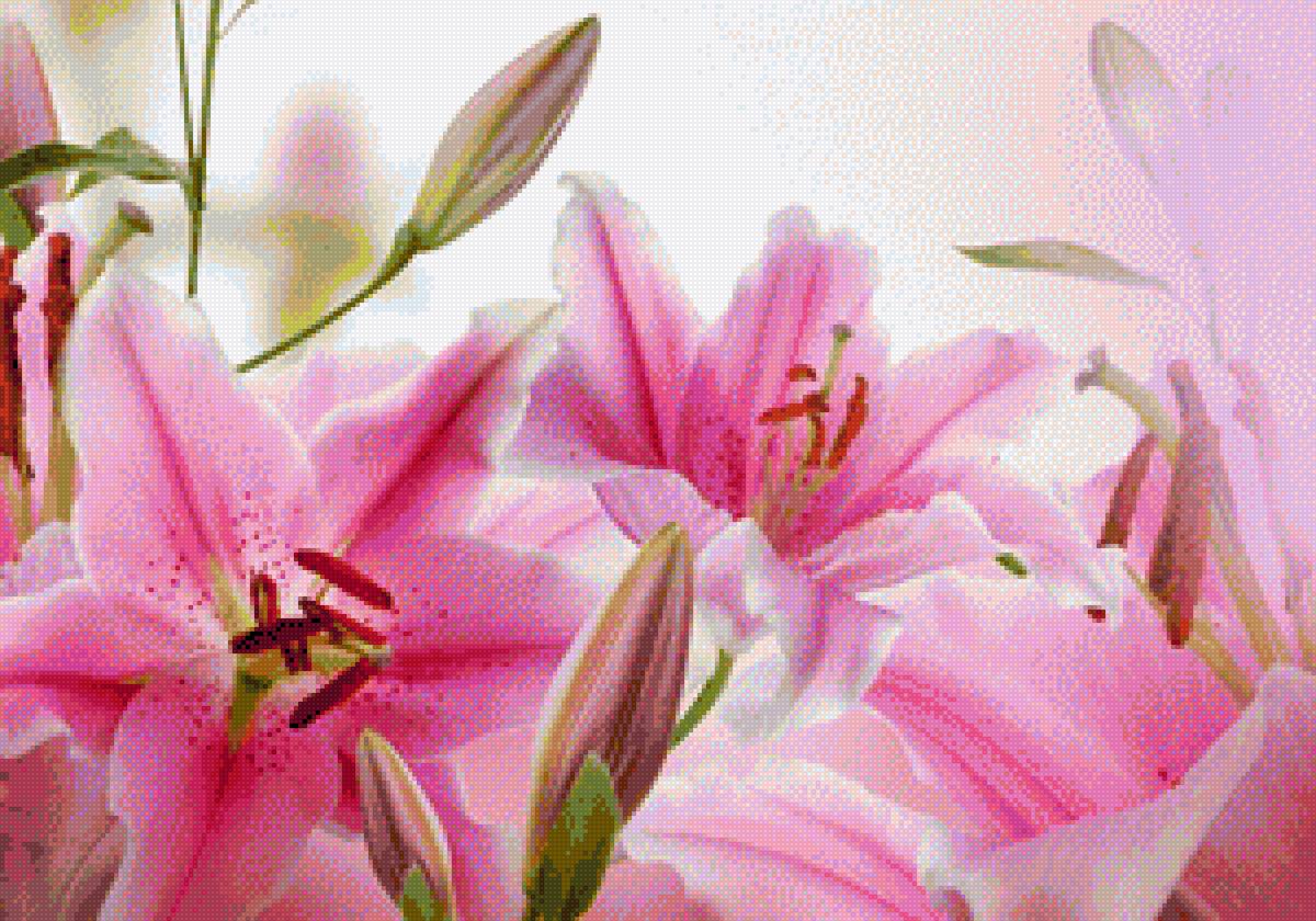 Лилии - предпросмотр